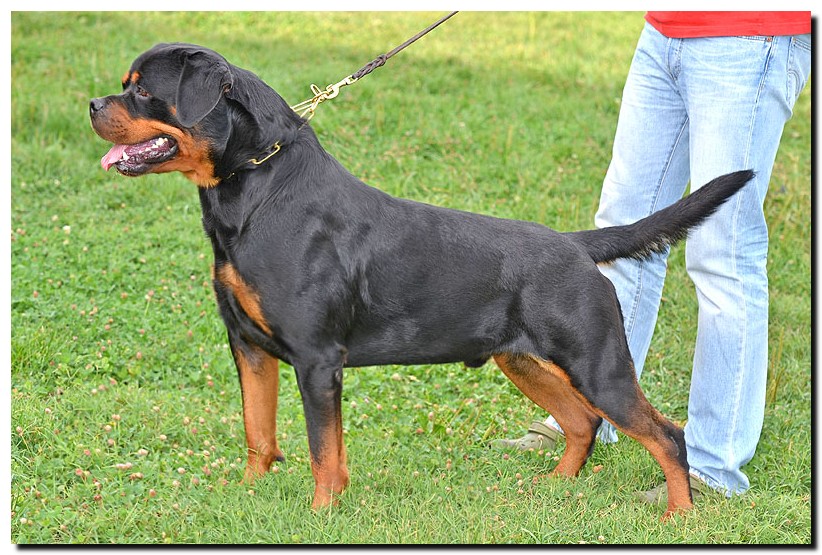 Excalibur vom Quercus Wald Excalibur vom Quercus Wald